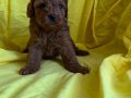 Poodle bebeklerimiz teslime hazır 