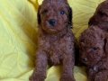 Poodle bebeklerimiz teslime hazır 