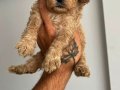 Apricot toy poodle 