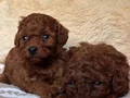 Poodle bebeklerimiz teslime hazır 