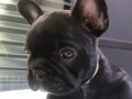 WC egitimli erkek Bulldog yavrumuz