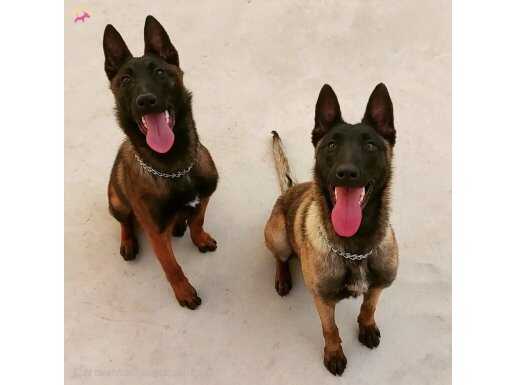 EMNİYETTEN SAFKAN MALİNOİSLER