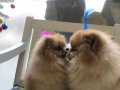 A KALİTE SCR li 10 Aylık Pomeranian Boo