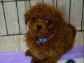 EĞİTİMLİ ve ÜST DÜZEY TEACUP KORE KAN RED BROWN TOY POODLE