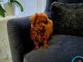 EĞİTİMLİ ve ÜST DÜZEY TEACUP KORE KAN RED BROWN TOY POODLE