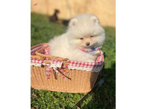 Pomerian Boo Yavrularımız