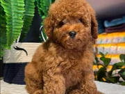 Özenle büyütülen Toy Poodle yavrularımız