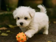 Kartopu, bembeyaz, avuç içi kadar Maltese Terrier yavrular