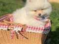 Pomerian Boo Yavrularımız