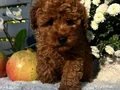 Harika Kore Poodle Yavrularımız