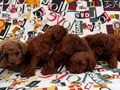 Harika Kore Poodle Yavrularımız