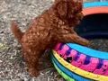 Harika Kore Poodle Yavrularımız