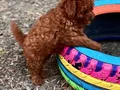 Özenle büyütülen Toy Poodle yavrularımız