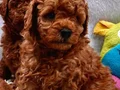 Özenle büyütülen Toy Poodle yavrularımız
