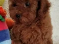 Özenle büyütülen Toy Poodle yavrularımız