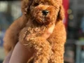 Özenle büyütülen Toy Poodle yavrularımız