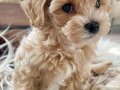 Pofuduk, zeki, enerji dolu Maltipoo yavrularımız