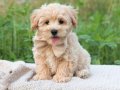 Pofuduk, zeki, enerji dolu Maltipoo yavrularımız