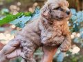 Pofuduk, zeki, enerji dolu Maltipoo yavrularımız