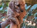 Pofuduk, zeki, enerji dolu Maltipoo yavrularımız