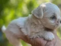 Kartopu, bembeyaz, avuç içi kadar Maltese Terrier yavrular