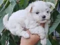Kartopu, bembeyaz, avuç içi kadar Maltese Terrier yavrular