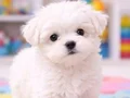 Kartopu, bembeyaz, avuç içi kadar Maltese Terrier yavrular