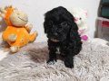 Siyah, Siyah-Gri Merle desen, Kahvegerengi Toy Poodle Yavru