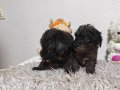 Siyah, Siyah-Gri Merle desen, Kahvegerengi Toy Poodle Yavru