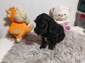 Siyah, Siyah-Gri Merle desen, Kahvegerengi Toy Poodle Yavru