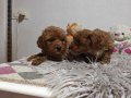 Siyah, Siyah-Gri Merle desen, Kahvegerengi Toy Poodle Yavru