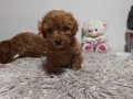 Siyah, Siyah-Gri Merle desen, Kahvegerengi Toy Poodle Yavru