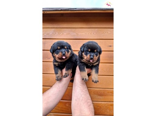 A screli macar koca kafa küt burun yavrular 