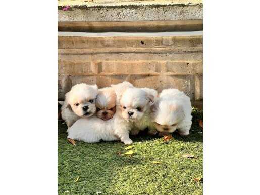 Saf kan orjinal yavrular 