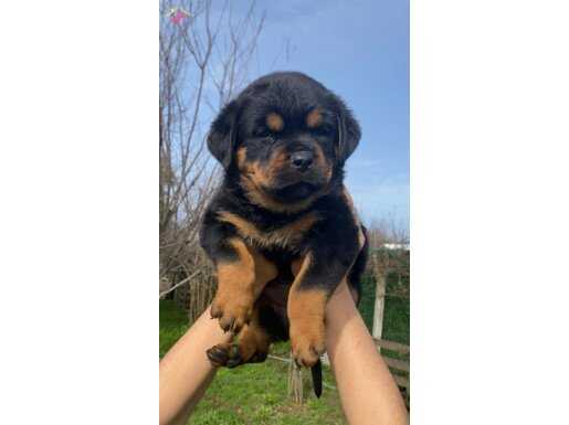 Saf kan koca kafa küt burun macar yavrular 