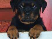 A screli yavrular son 1 erkek 1 dişi kaldı