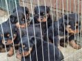 A screli Üst Düzey Kaliteli Yavrular Macar Koca Kafa