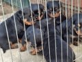 A screli Üst Düzey Kaliteli Yavrular Macar Koca Kafa