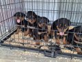 Rotweiler yavruları 