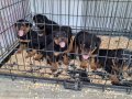 Rotweiler yavruları 