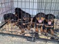 Rotweiler yavruları 