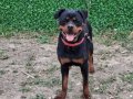 9 aylık rotweiler 