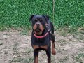 9 aylık rotweiler 