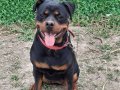 9 aylık rotweiler 