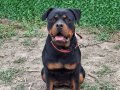 9 aylık rotweiler 
