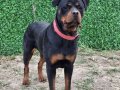 9 aylık rotweiler 