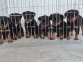 A screli üst düzey macar koca kafa yavrular 