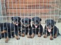 A screli koca kafa küt burun macar yavrular 