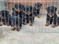 A screli koca kafa küt burun macar yavrular 