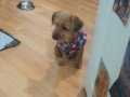 Norfolk terrier 